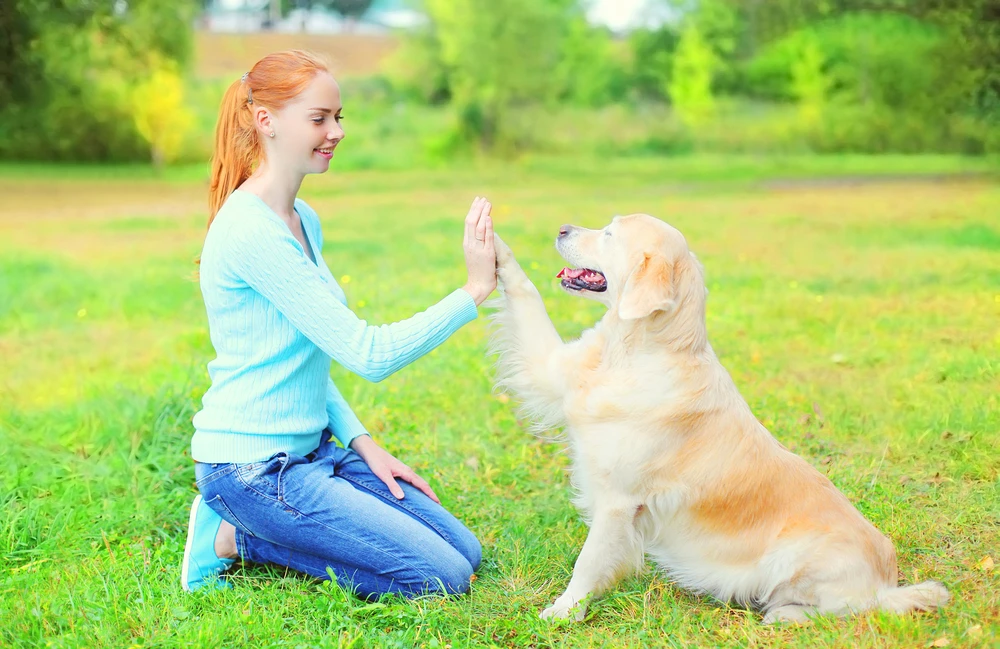 Golden retriever playing with the owner