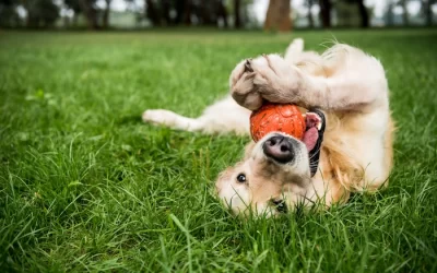 Halo Collar 3: The Future of Wireless Dog Fencing