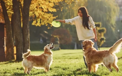 How Does an Invisible Dog Fence Work?