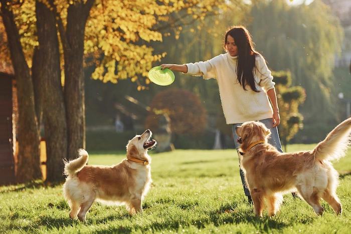 Dogs playing frisbee