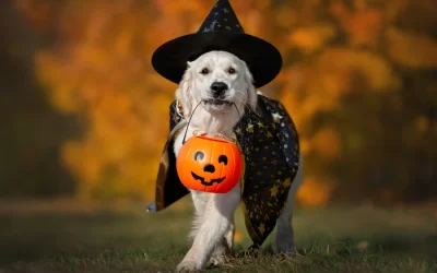 The 10 Best Halloween Costumes for Any Dog