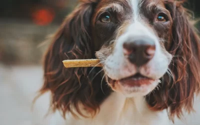 Fall Dog Treat Recipe