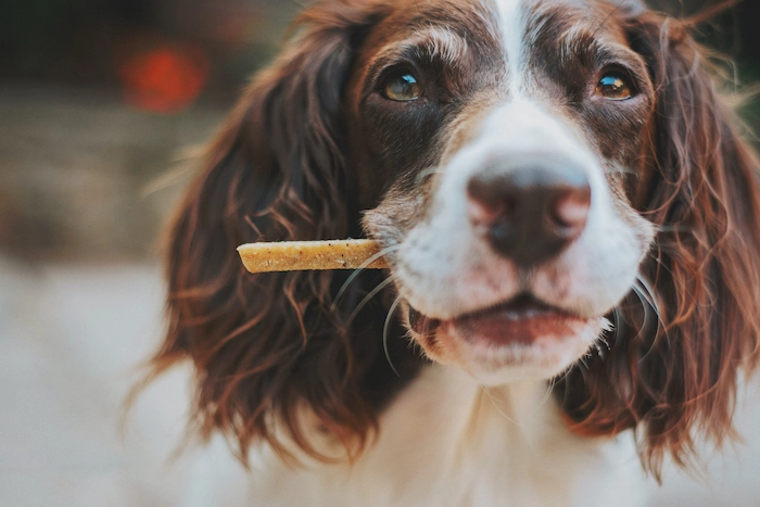 Homemade dog treat recipe