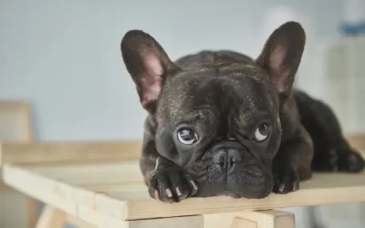 What Is the Best Dog Food for French Bulldogs?