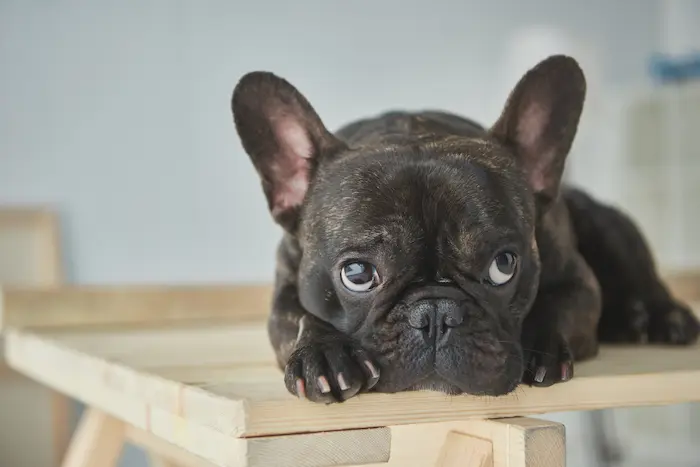 Concept for Life French Bulldog Adult
