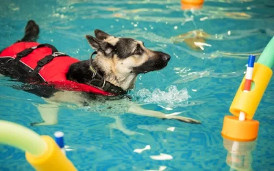The Benefits of Hydrotherapy for Dogs