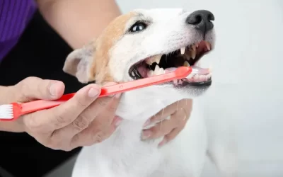 Tips and Tricks to Keeping Your Dog’s Teeth and Gums Healthy