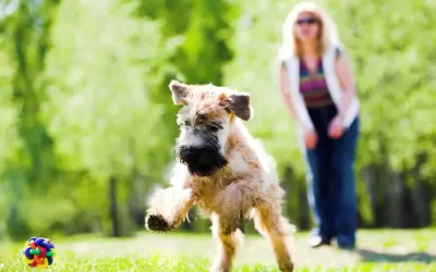 The Power of Play: How Playing Can Improve Your Puppy’s Mental and Physical Health