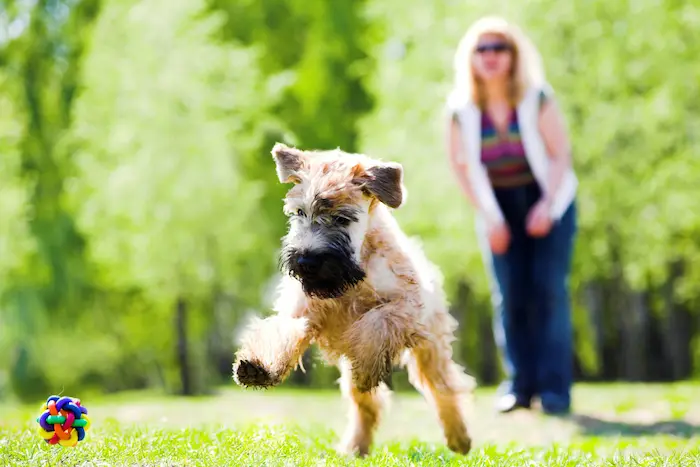 Running dog on green grass