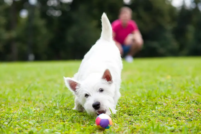 Young man playing with his dog in the park