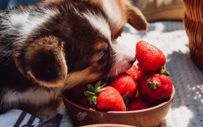 5 Foods for Your Pet to Avoid This Holiday Season