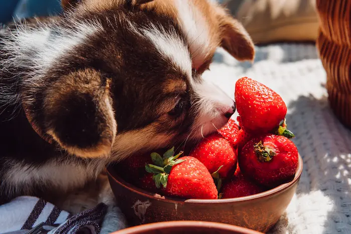 Cute puppies eating strawberries