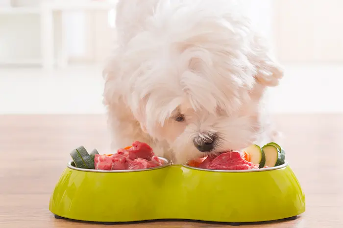 Dog eating natural food from a bowl