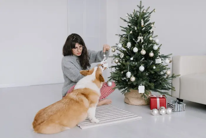 A woman showing the Christmas dog ornament to her corgi