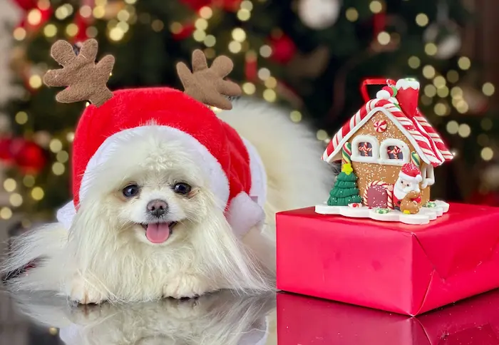 Dog sitting near a Christmas tree