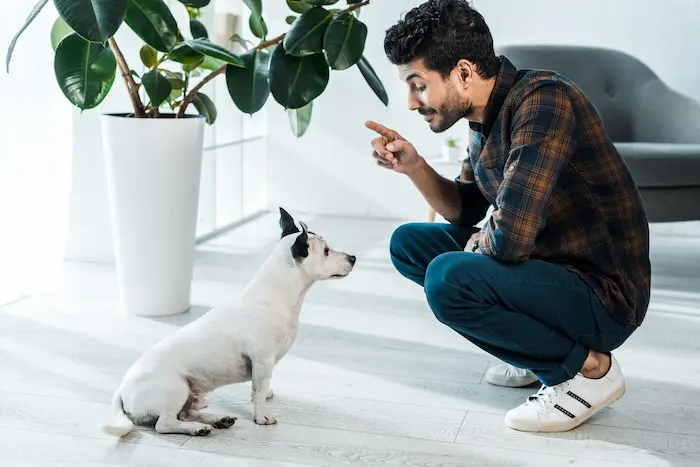 Bi-racial man training a  Jack Russell