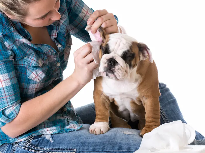 Bulldog getting ears cleaned