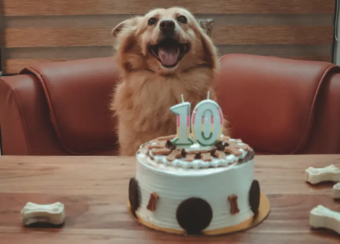 Dog cake with number 10 candle