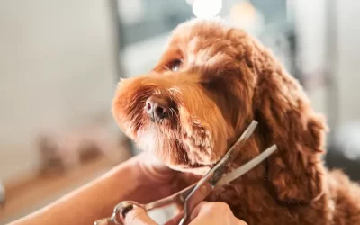 Grooming Your Dog: Tips for Maintaining Good Hygiene and Health