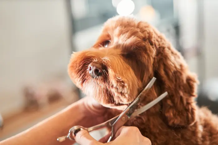 Groomers holding tools at the hands near muzzle