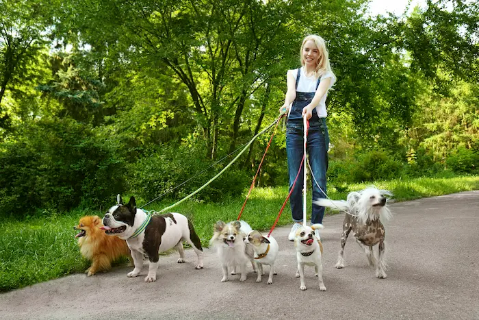 Woman walking with dogs in park