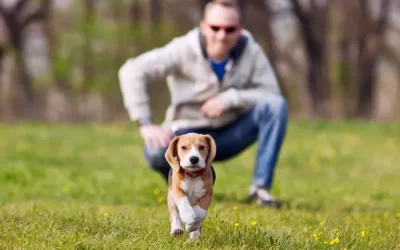 How Often Should You Be Walking a Puppy?