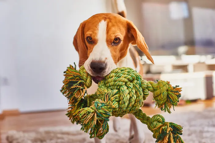 Dog beagle running with a green rope in the house