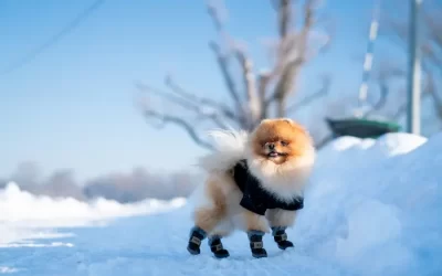 Winter-Ready Dog Gear