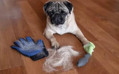Understanding Dog Shedding: Causes and Types