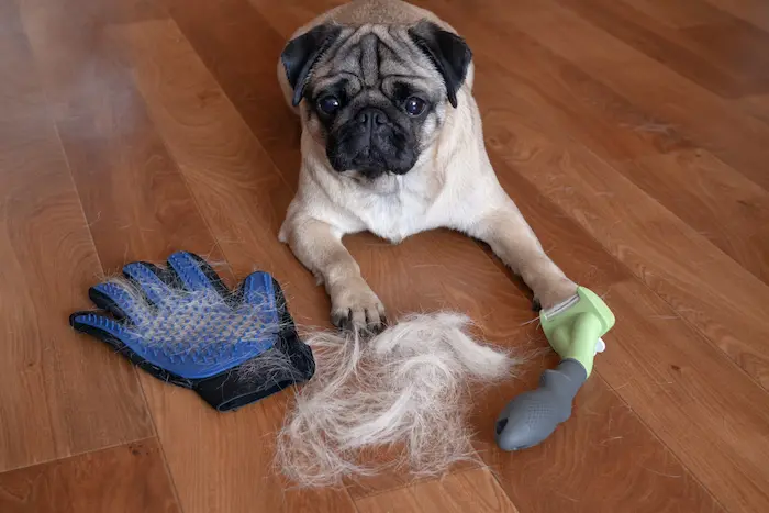 Pug dog lying on the floor with a pile of wool and grooming tool
