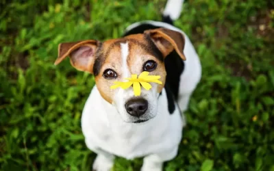 Springtime Safety Tips for Dog Owners