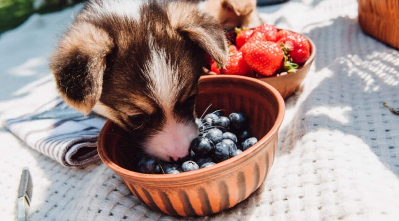 Can Dogs Eat Blueberries Halo Collar