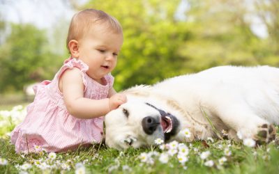 Which Dogs Are Best Suited for Warm Weather?