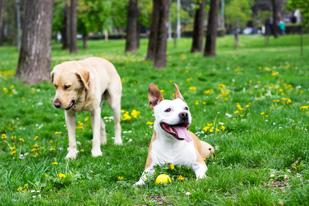 Summer dogs playing outdoors