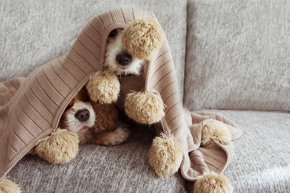Scared dogs covered with a warm tassel blanket
