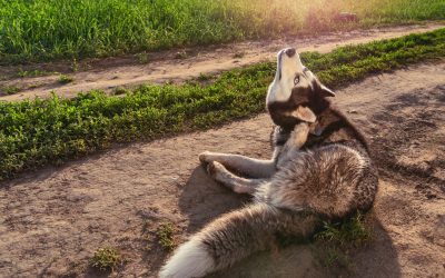 Dog Ear Mites: Symptoms, Treatment and Prevention