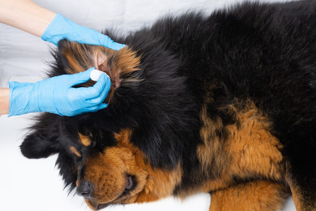 A veterinarian dripping medicine into the ears of a chow-chow dog.