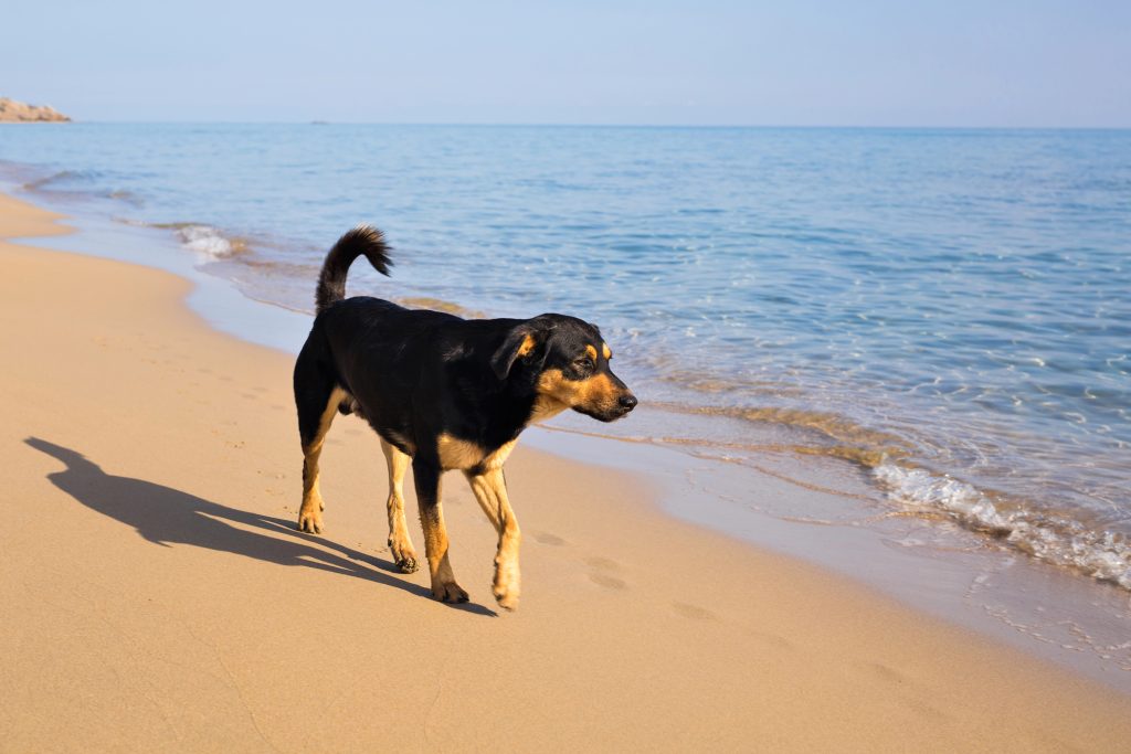 Dog walking on the beach