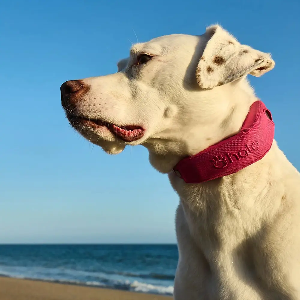 Orchid collar on dog