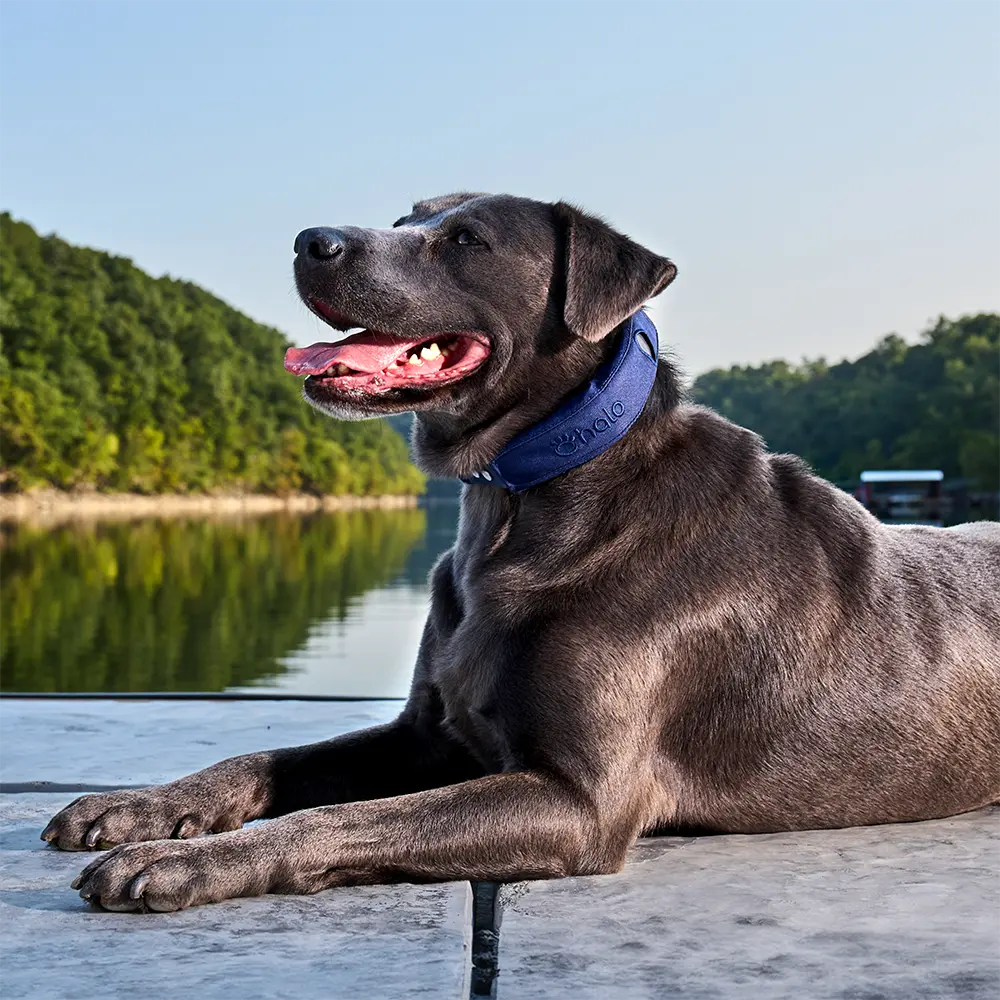 Midnight collar on dog