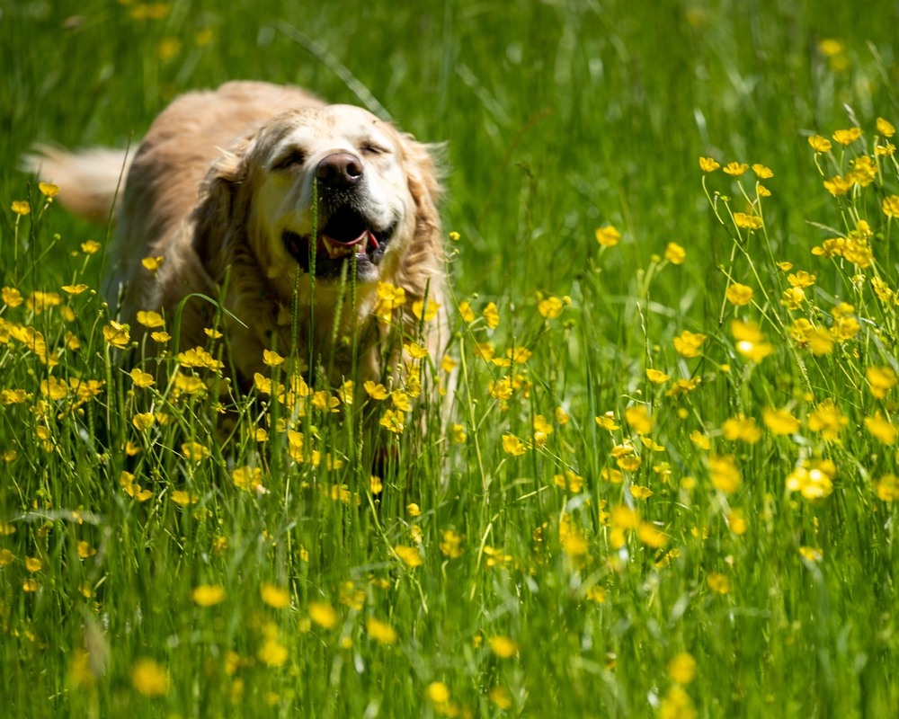 A happy dog playing in a buttercups field