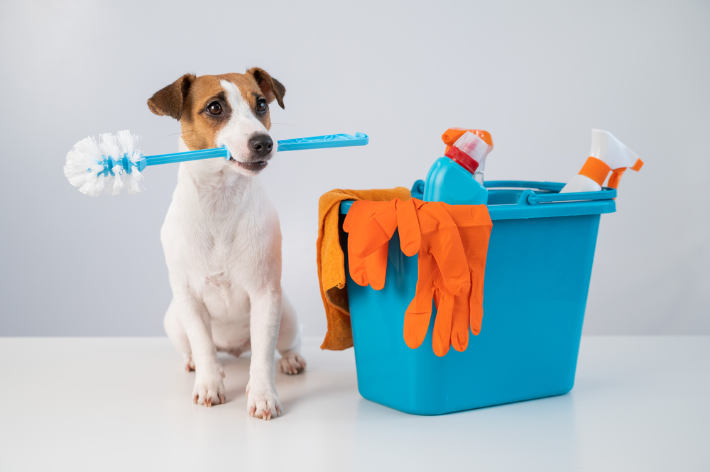 Cleaning products in a bucket and a dog holding a toilet brush