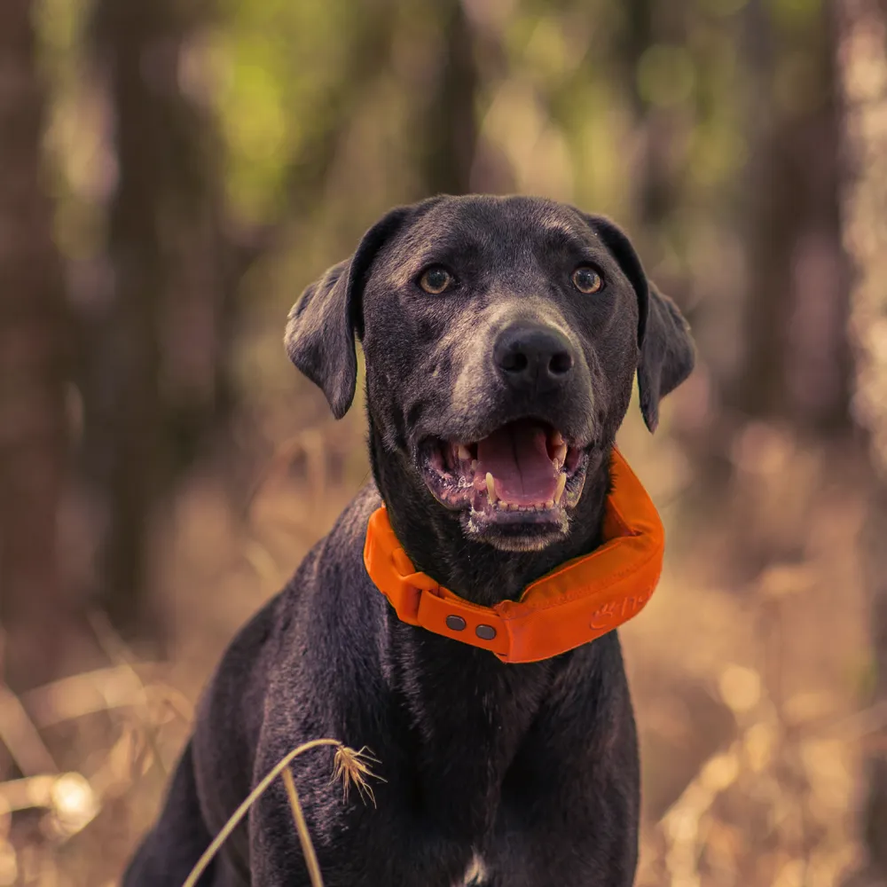 Blaze collar on dog