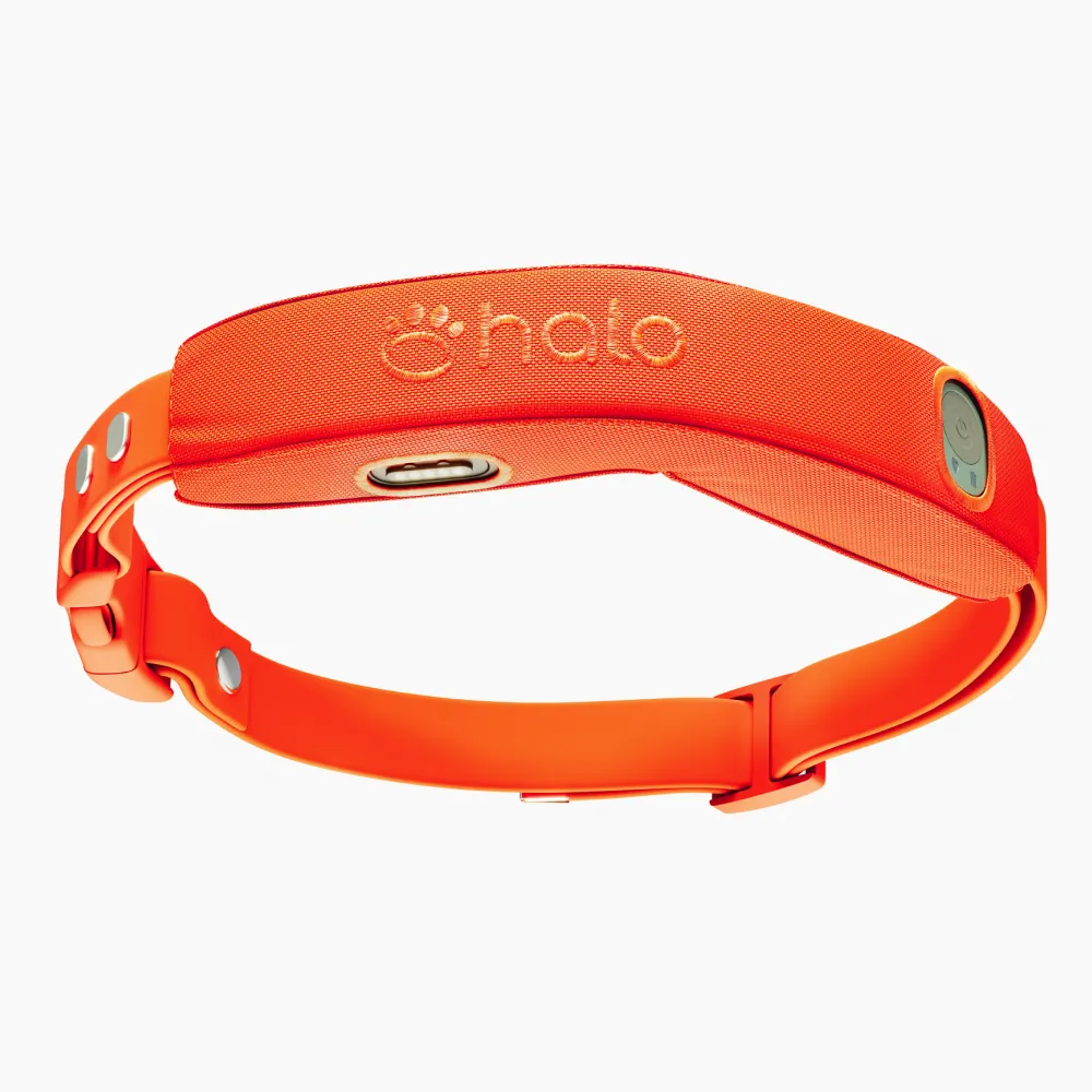 Blaze collar