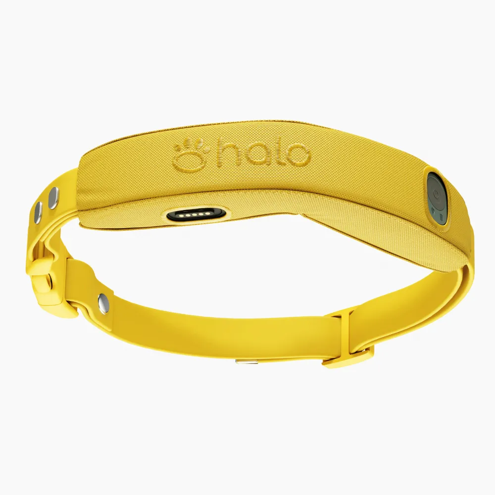 Yellow collar